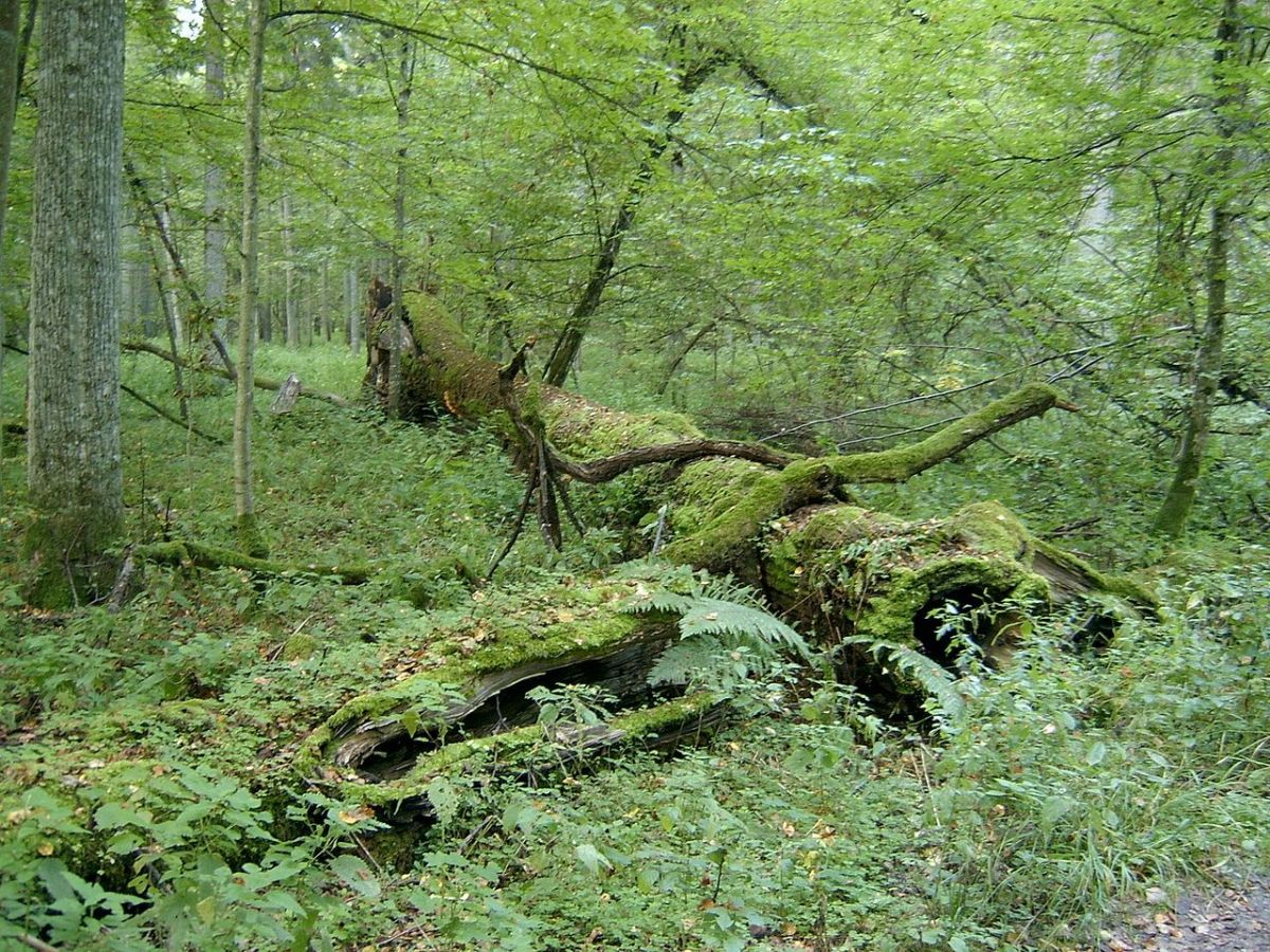 Les for&ecirc;ts originelles, bient&ocirc;t un souvenir&nbsp;?