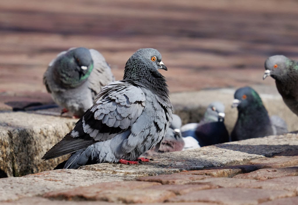Les pigeons de ville © Ilona