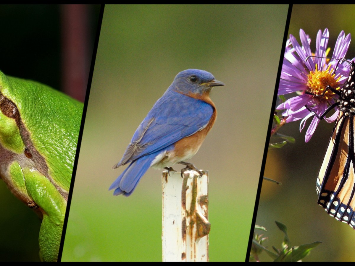 No future pour la nature&nbsp;?