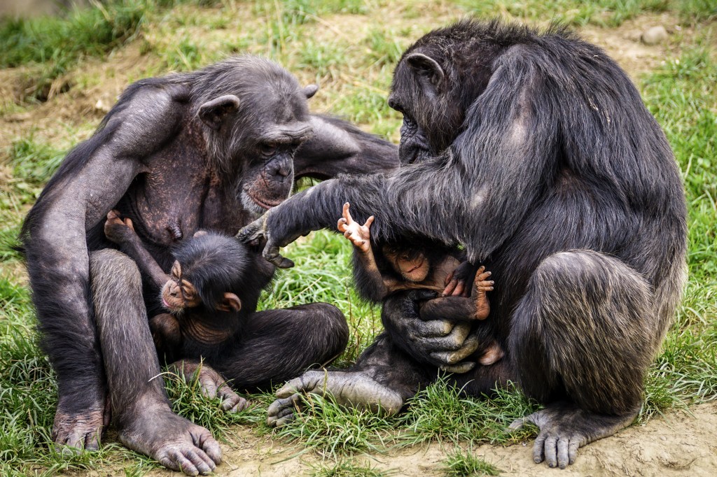 Un couple de chimpanzés et deux petits. Par Suju, https://pixabay.com/fr/photos/chimpanz%C3%A9s-singe-singes-m%C3%A8res-3707292/