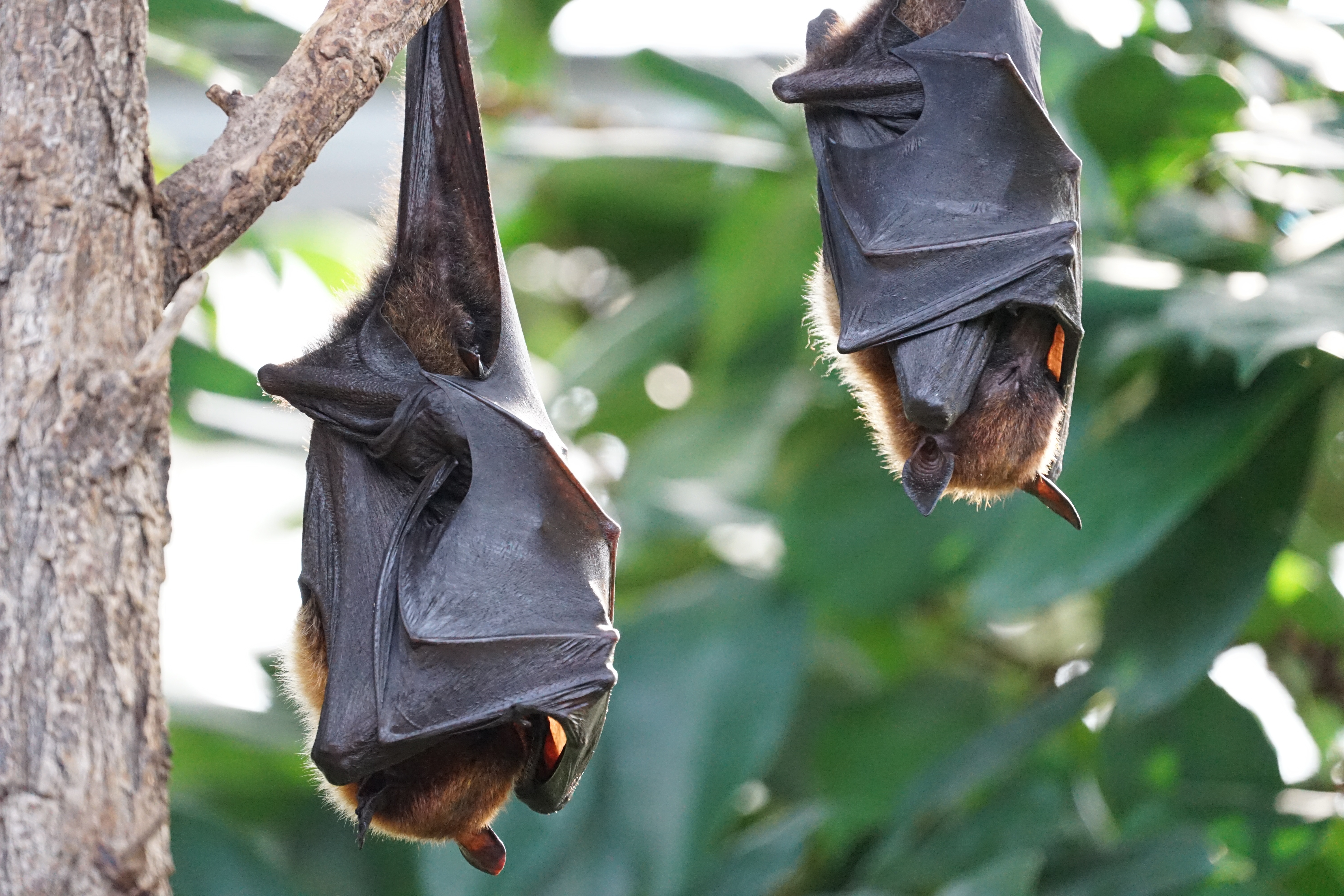 Deux chauves-souris dorment accrochées à une branche. Par Simon Berstecher, https://pixabay.com/fr/photos/renards-volants-bat-2237209/