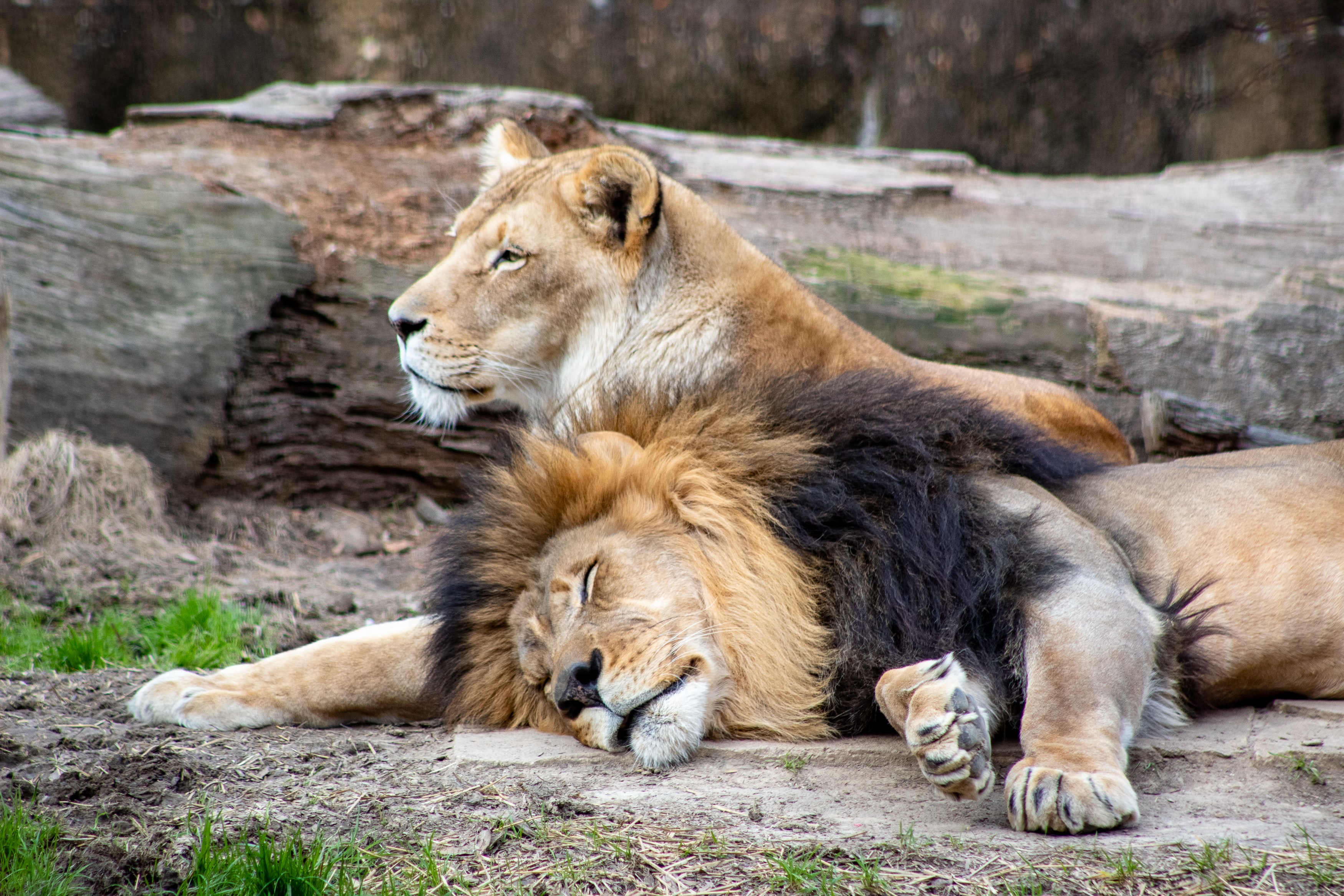Un couple de lions se prélassant l'un à côté de l'autre. Par Joshua J. Cotten, https://unsplash.com/photos/Q2SC_YN6qsw