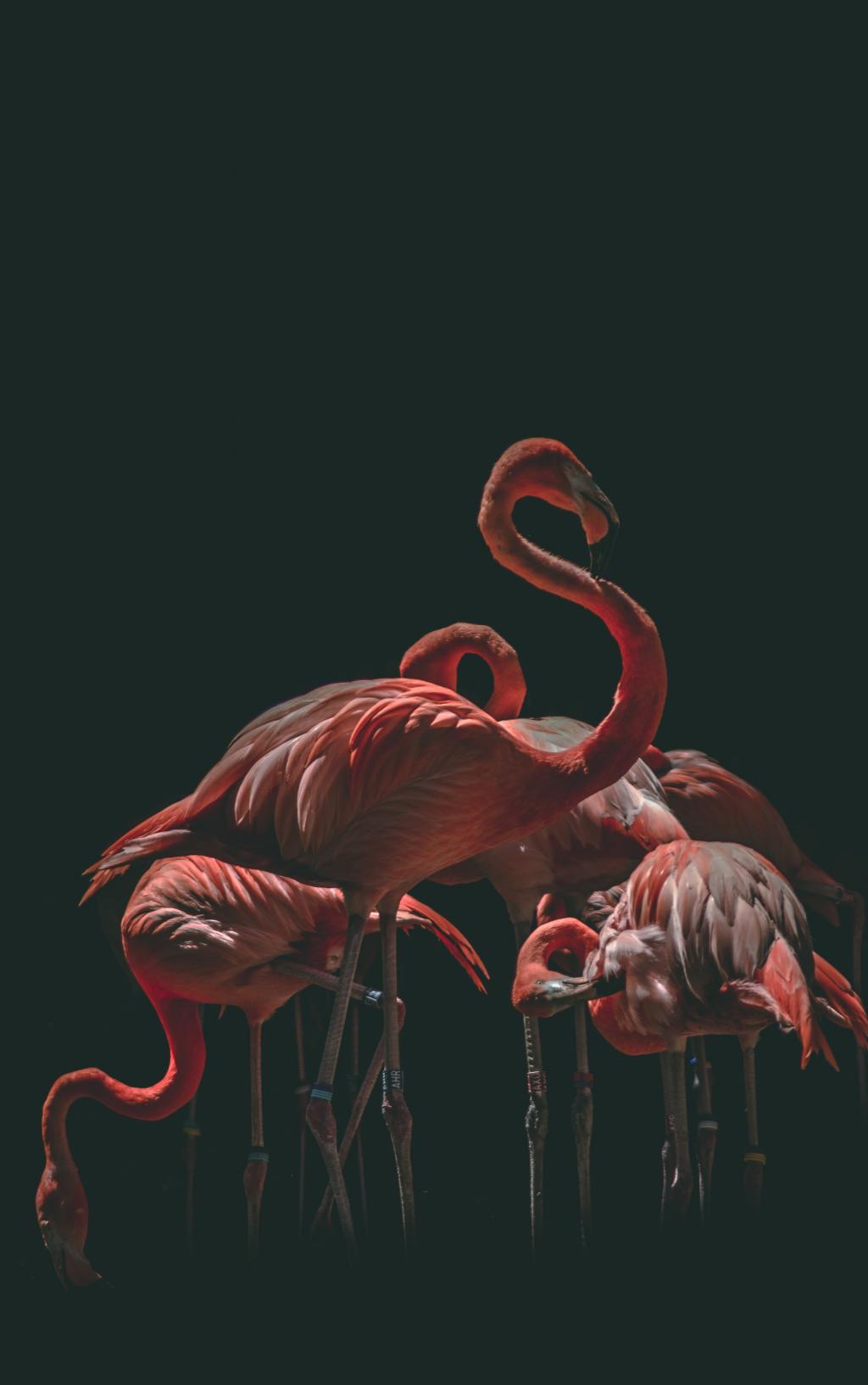 Flamants roses. Par Marko Blažević, https://unsplash.com/photos/hcVtC5pgZTY