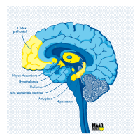 Source: https://www.maad-digital.fr/en-bref/impact-de-lalcool-sur-le-mecanisme-du-stress-post-traumatique