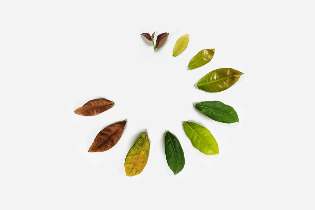 Feuilles, du bourgeon jusqu'à la feuille sèche, disposées en cercle comme une horloge. Par SasinParaksa/Getty Images / https://www.canva.com/photos/MADCOOtu730-leaves-on-white-background-concept-of-cycle-of-life/