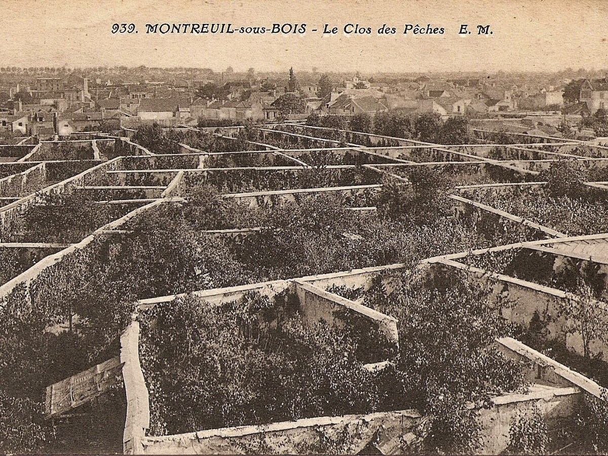 Amn&eacute;sie &eacute;cologique, ou quand les lions vivaient en&nbsp;Gr&egrave;ce