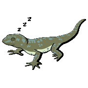 Icône représentant un reptile endormi. Par Ilia Aim