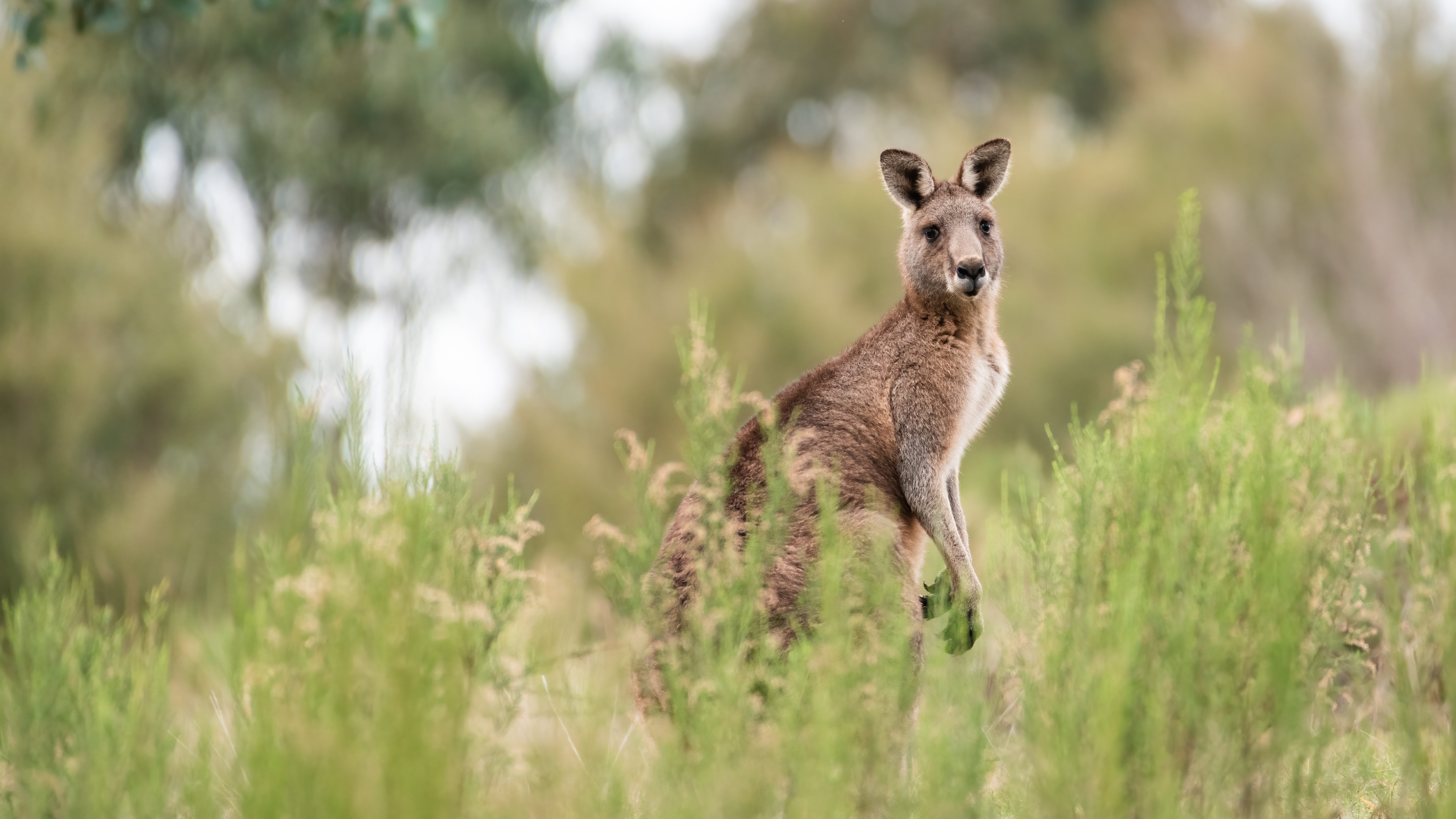 Kangourou gris oriental. Pixabay License /https://pixabay.com/fr/photos/kangourou-kangourou-gris-oriental-6788674/
