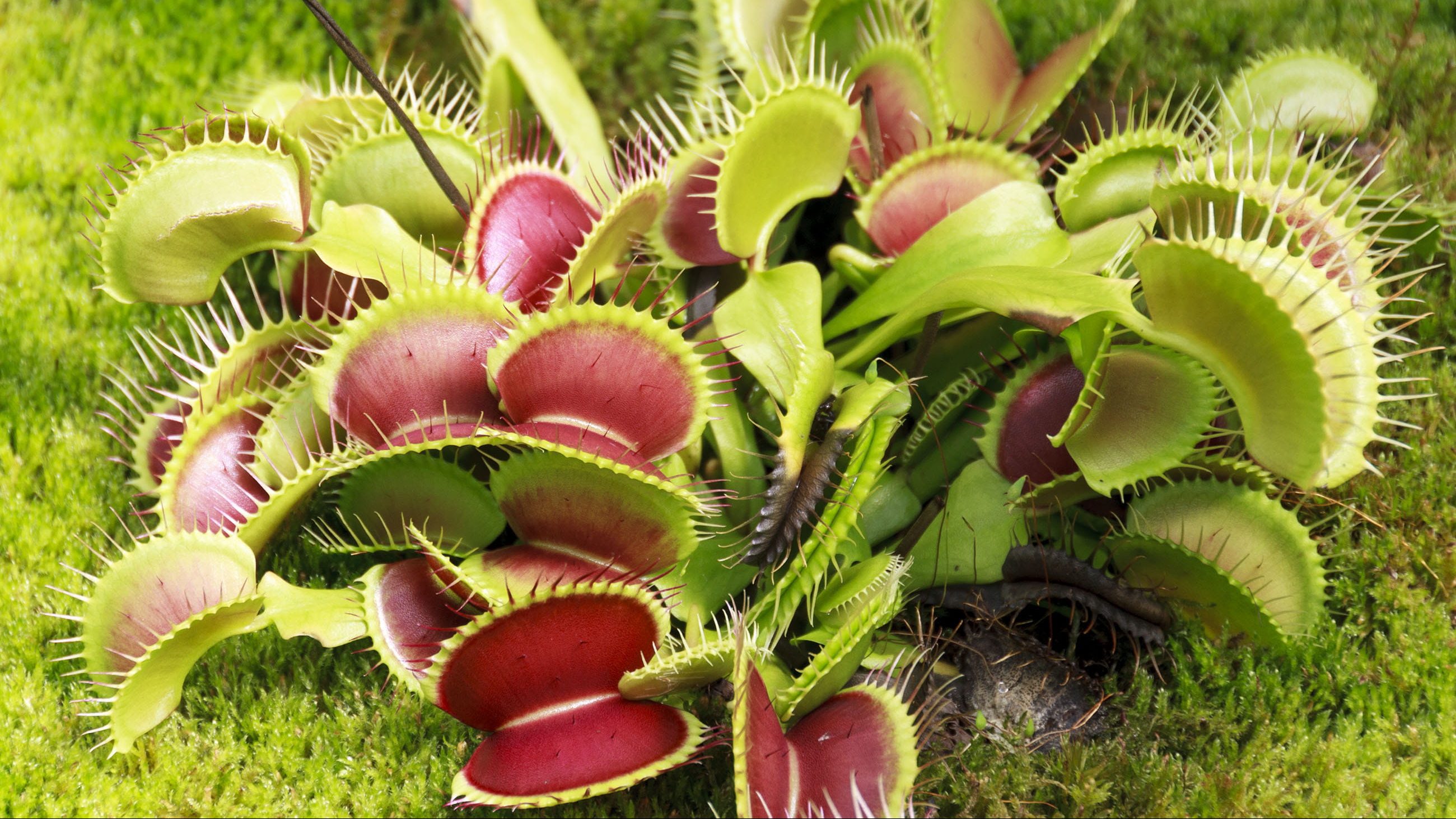 Plante carnivore. Creative Commons /https://www.piqsels.com/fr/public-domain-photo-zwfbb