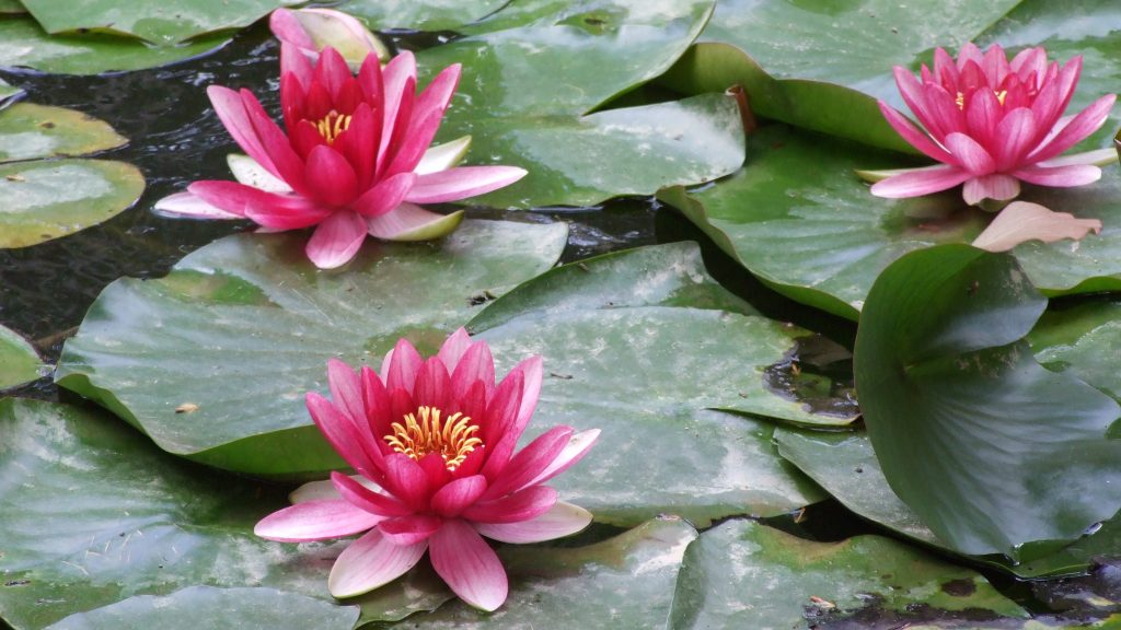 Nénuphars. Par @fabioluizcom / https://pxhere.com/fr/photo/1621249?utm_content=shareClip&utm_medium=referral&utm_source=pxhere