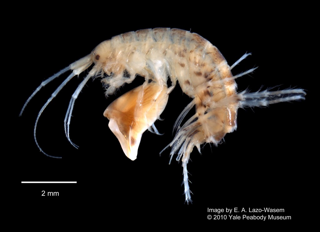 Photographie de Dulichiella appendiculata. Par Eric A. Lazo-Wasem, Wikimedia Commons / https://bit.ly/3DowLQe