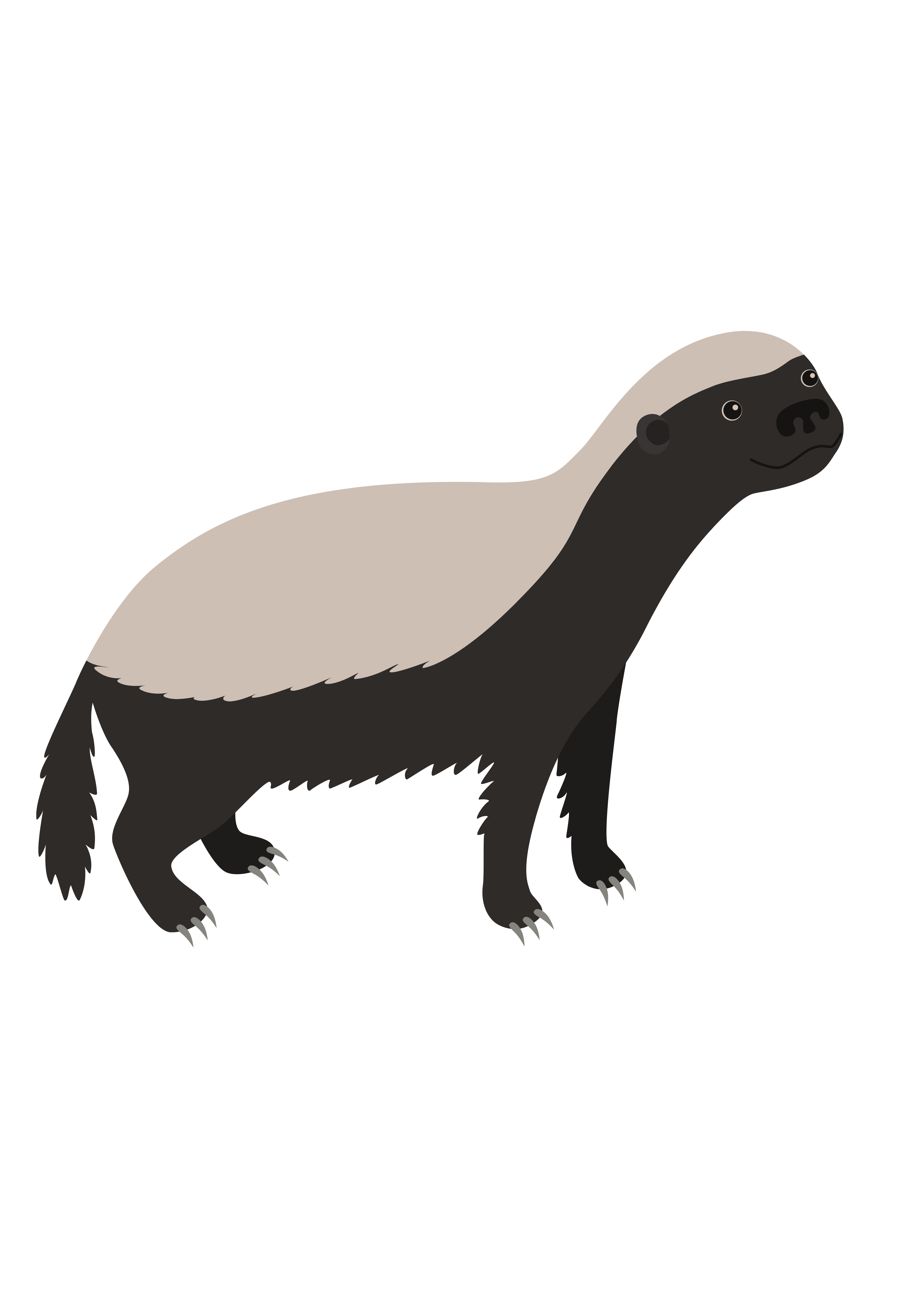 Un ratel. Par Nadzin, Canva