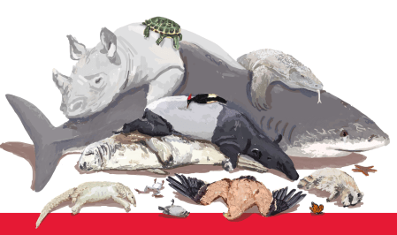 Dessin d'un tas d'animaux morts (rhinocéros, requin, dragon de Komodo...). Par Jeanne Buffet