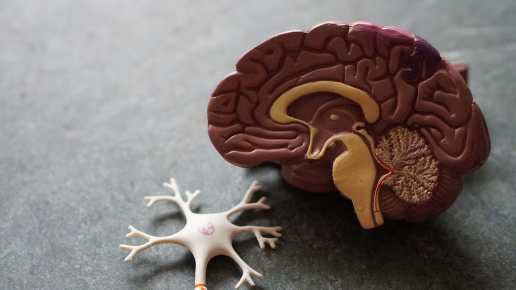 Maquette d'un demi cerveau. Par Robina Weermeijer, licence unsplash / https://unsplash.com/fr/photos/IHfOpAzzjHM