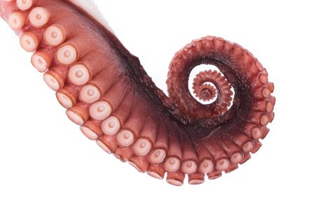 Ventouses de poulpe. Par cloud7days, licence Adobe Stock.