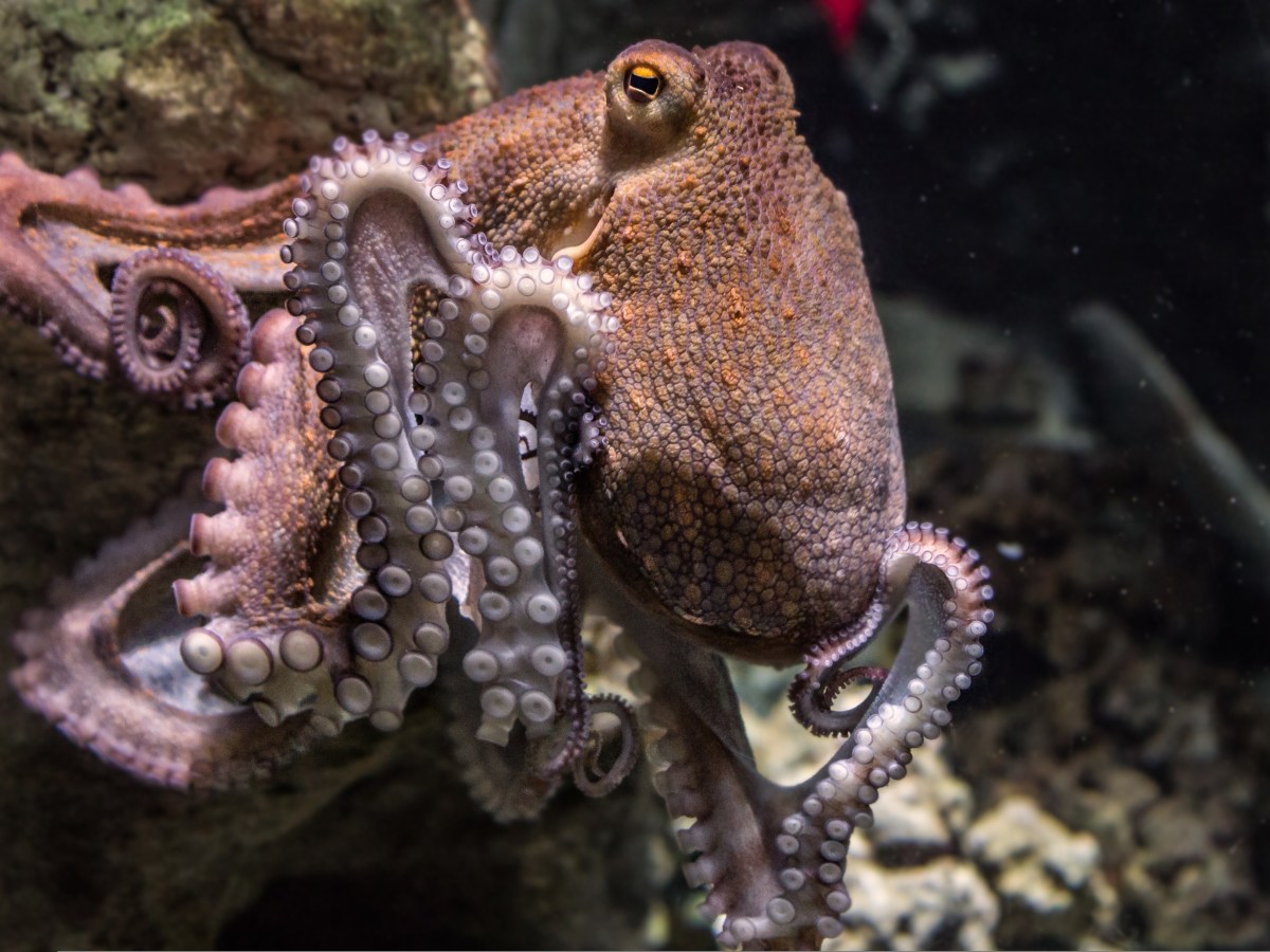 Un &ecirc;tre aux secrets&nbsp;tentaculaires