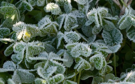 Plantes congelées / Par shaorang, licence Creative Commons / https://commons.wikimedia.org/wiki/File:Hierbas_heladas_-_Frozen_weeds_(3331774137).jpg